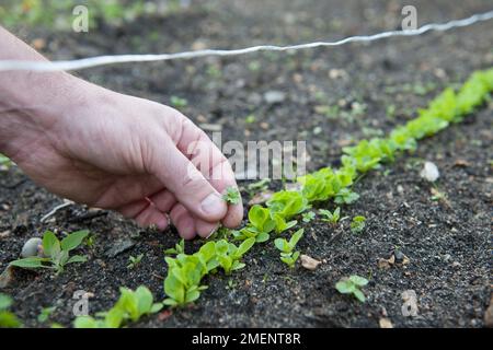 Gemüse Gärtneranteile Salat Setzlinge, Unkrautjäten von Hand, Salatanbau, Gemüse, Gemüsebett, Zuteilung, Boden, direkte Aussaat Stockfoto