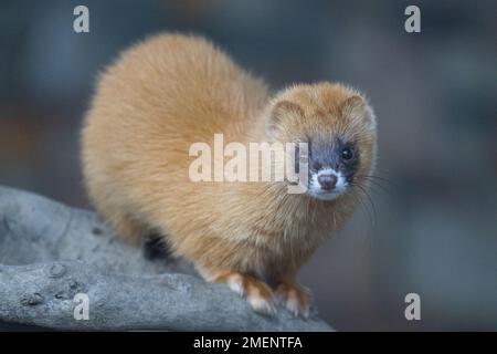 Ein kleines sibirisches Stinktier auf Holz Stockfoto