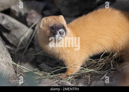 Ein kleines sibirisches Stinktier auf felsigem Boden Stockfoto