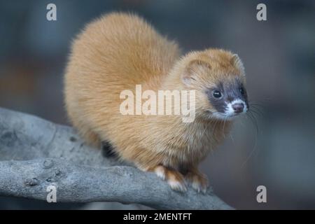 Ein kleines sibirisches Stinktier auf Holz Stockfoto