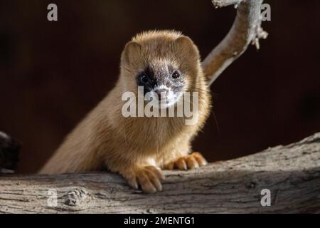 Ein kleines sibirisches Stinktier auf Holz Stockfoto