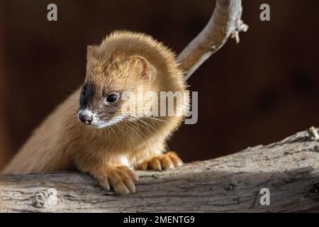 Ein kleines sibirisches Stinktier auf Holz Stockfoto