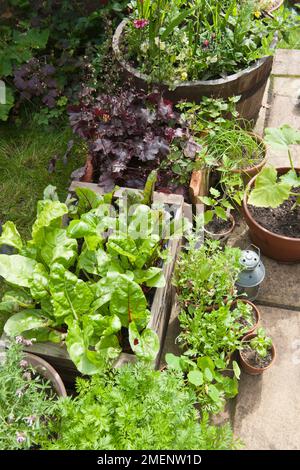 Gemüsesammlung in Pflanzmaschinen und Terrakotta-Töpfen auf einer Terrasse Stockfoto