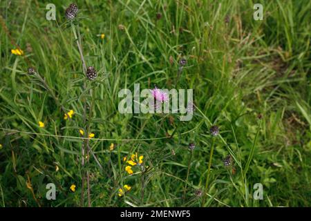 Centaurea nigra (gemeiner Knapweed), Wildblumen und Gras, Nahaufnahme Stockfoto