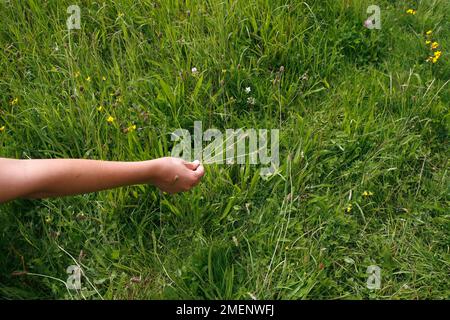 Person, die die Wildblumenkerne von Hand verteilt, den reifen Samenkopf in der Hand hält und dort schüttelt, wo die Samen aussäen sollen Stockfoto