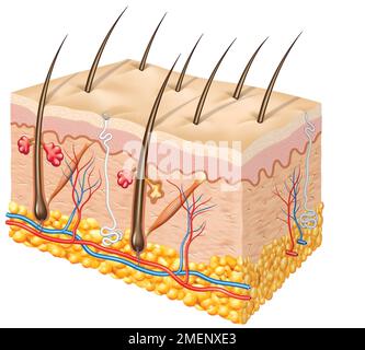 Querschnitt der Haut Stockfoto