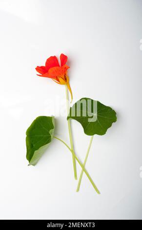 Tropaeolum Majus (Kapuzinerkresse) Stängel mit Blättern und leuchtend roten Blüten Stockfoto