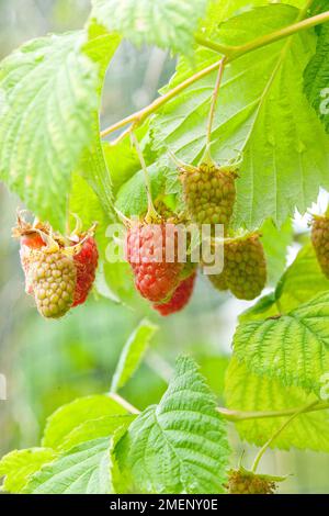 Rubus Idaeus (Himbeeren) Anlage, Nahaufnahme Stockfoto
