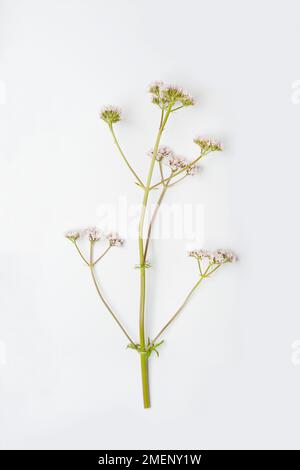 Valeriana officinalis (Baldrian) mit winzigen Blumen auf langen Stängeln Stockfoto