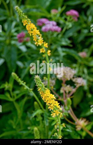 Agrimonia eupatoria (Common Agrimony) mit winzigen gelben Blüten auf langem Stiel, Nahaufnahme Stockfoto