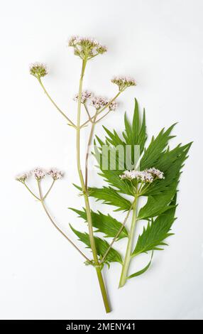 Valeriana officinalis (Baldrian) mit winzigen Blüten auf langen Stängeln und grünen Blättern Stockfoto