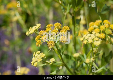 Gelbe Blüten und Knospen, Liebstöckel (Levisticum officinale) auf langem Stiel Stockfoto