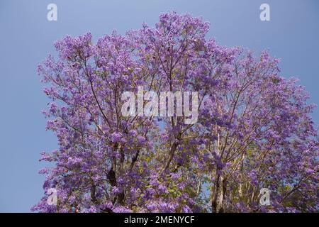 Blühender Jacaranda-Baum am blauen Himmel, Kalifornien Stockfoto