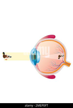 Augeninnenseite Stockfoto