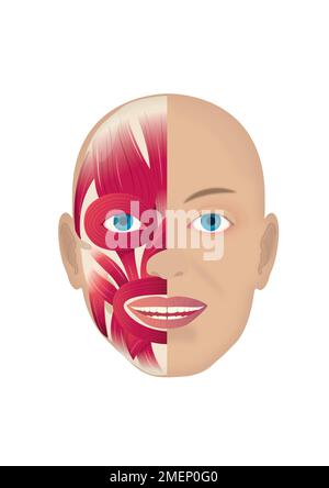 Muskeln: Gesichtsmuskelsystem Stockfoto