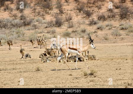 Eine Familie von Straußenküken mit Springbok Stockfoto