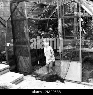 1960er, historisch, ein kleiner Junge, der Spaß am Eingang zu einem kleinen Gewächshaus hat, versteckt sich hinter dem Pflanzennetz, England, Großbritannien. Stockfoto