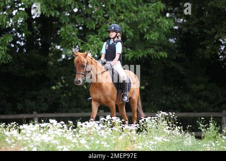 Ein Mädchen, das während des Reitstages richtig auf einem Kastanienpony in der Koppel sitzt Stockfoto