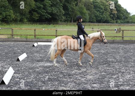 Mädchen reitet palomino-Pony in Paddock während Dressurunterricht, Seitenansicht Stockfoto