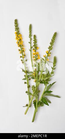 Agrimonia eupatoria (Common Agrimony) gelbe Blütenspitzen mit Knospen Stockfoto