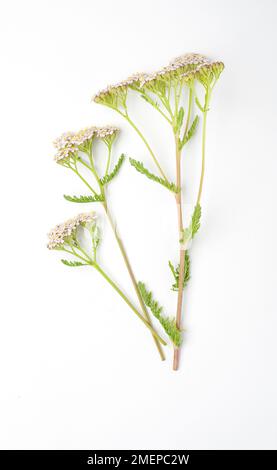 Achillea millefolium (Yarrow) Stabschneider mit Blumen Stockfoto