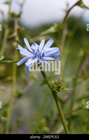 Cichorium intybus (Gemeine Zichorie), blaue Blume auf langem Stiel, Nahaufnahme Stockfoto