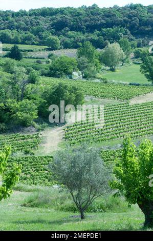 Frankreich, Rhone-Alpes, Ardeche, Labastide-de-Virac, Weinberge Stockfoto