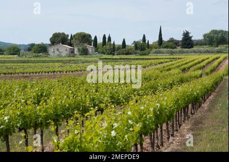 Frankreich, Rhone-Alpes, Ardeche, Labastide-de-Virac, Weinberge Stockfoto