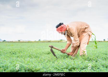 Bauer beschäftigt sich mit der Arbeit auf der Kichererbsenfarm während bewölkter Tage auf dem Ackerland - Konzept von Hingabe, täglichem Wetten und harter Arbeit Stockfoto