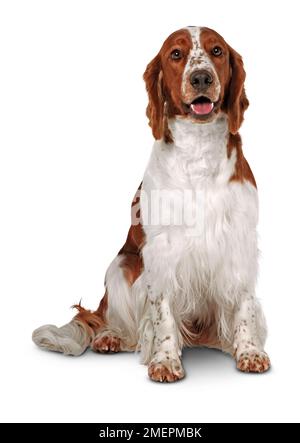 Welsh Springer Spaniel, sitzend, Vorderansicht Stockfoto