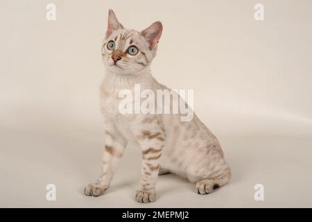 Snow Bengal kitten, Sitzen, Seitenansicht Stockfoto
