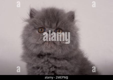 Blaues persisches Kätzchen, in die Kamera, Nahaufnahme Stockfoto