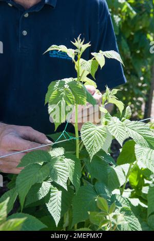 Binden der Fruchtpflanze an die Drahtstütze Stockfoto