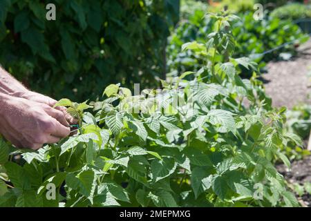 Binden der Fruchtpflanze an die Drahtstütze Stockfoto