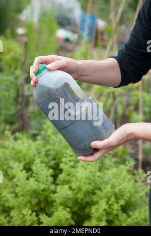 Herstellung organischer Flüssigdünger mit Beinblüten in Plastikflaschen Stockfoto