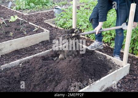 Graben von Erde im Hochbeet auf dem Boden mit der Gartengabel Stockfoto