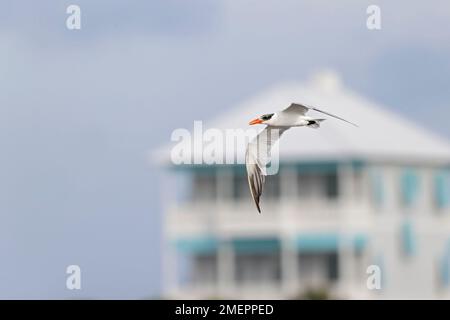 Eine Kaspische Seezunge (Hydroprogne caspia) im Flug an der Küste. Stockfoto