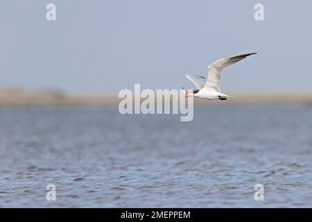 Eine Kaspische Seezunge (Hydroprogne caspia) im Flug an der Küste. Stockfoto