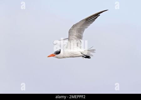Eine Kaspische Seezunge (Hydroprogne caspia) im Flug an der Küste. Stockfoto