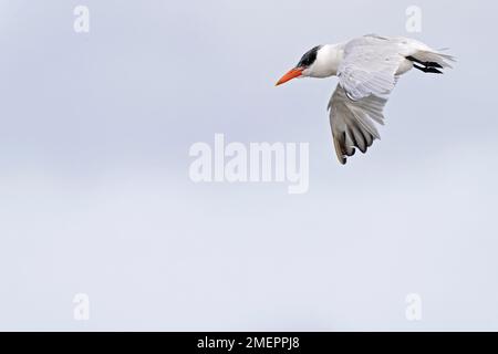 Eine Kaspische Seezunge (Hydroprogne caspia) im Flug an der Küste. Stockfoto