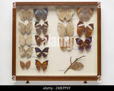 Verschiedene Schmetterlinge im Rahmen montiert Stockfoto