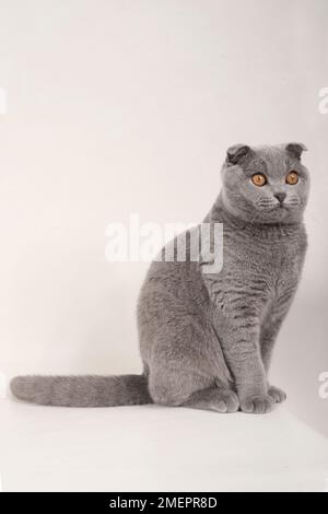 Blaue schottische Falzkatze mit goldgelben Augen, sitzend, Seitenansicht Stockfoto