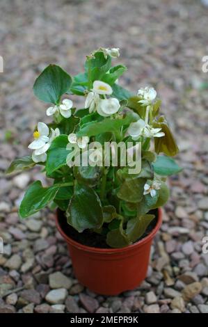 Frostgeschädigte Begonia-Pflanze Stockfoto