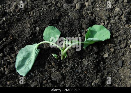 Kohlkeimlinge mit Schäden an der Wurzelfliege (Delia radidicum) Stockfoto