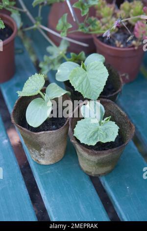 Gurke, Cucumis sativus, Setzlinge, die in biologisch abbaubaren Töpfen wachsen Stockfoto