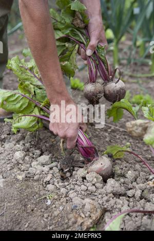 Rote Bete, Beta vulgaris, Gemüse von Hand ernten Stockfoto