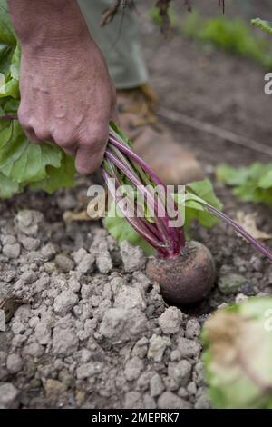 Rote Bete, Beta vulgaris, Gemüse von Hand ernten Stockfoto