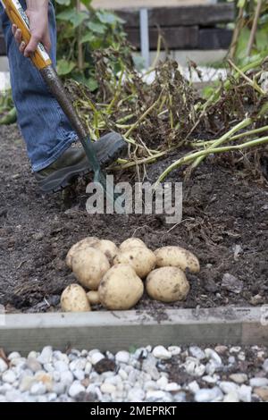 Kartoffelernte mit einer Gartengabel Stockfoto