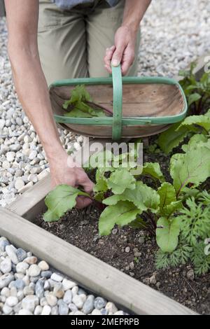 Mangold, Beta vulgaris subsp. Cicla, Blätter ernten Stockfoto