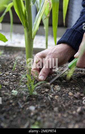 Zuckermais, Zea mays convar. Saccharata var. Rugosa, Unkrautjäten um die Basis junger Pflanzen Stockfoto